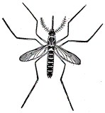 mosquito clipart compressed.gif